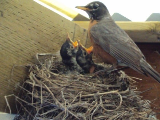 How long do baby robin birds stay in the nest Baby Robins Daily Photos From Egg To Empty Nest Happy Hooligans
